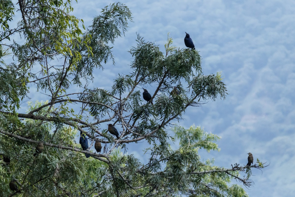 Great-tailed Grackle - ML625664803