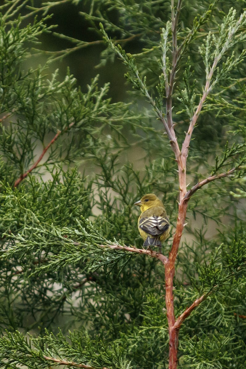 Lesser Goldfinch - ML625664919