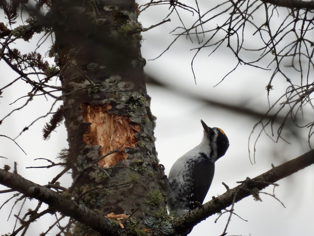 Black-backed Woodpecker - ML625664933