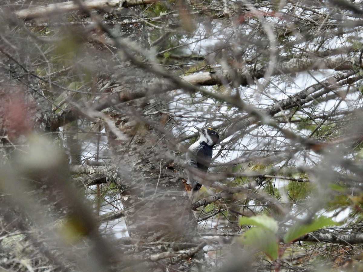 Black-backed Woodpecker - ML625664935