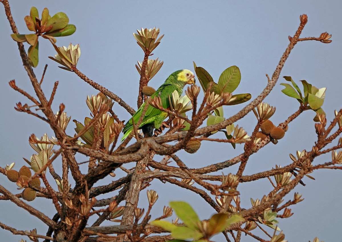 Yellow-faced Parrot - ML625664964