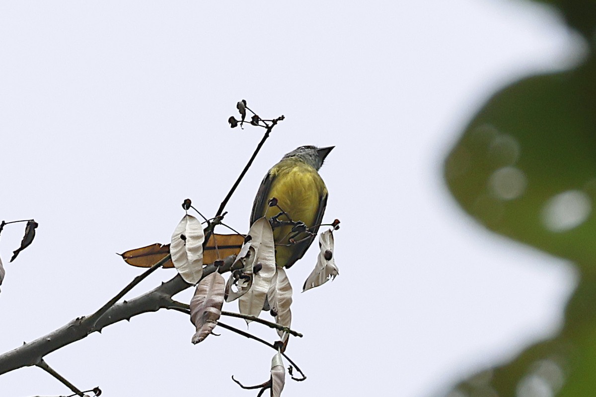 Dusky-chested Flycatcher - ML625665058