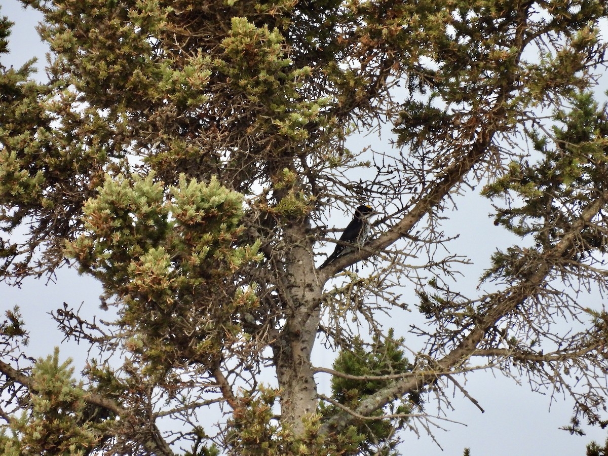 Black-backed Woodpecker - ML625665072