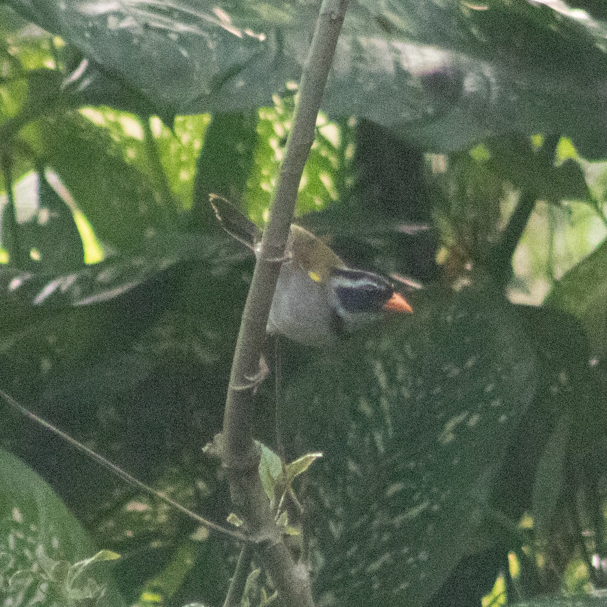 Orange-billed Sparrow - ML625665207