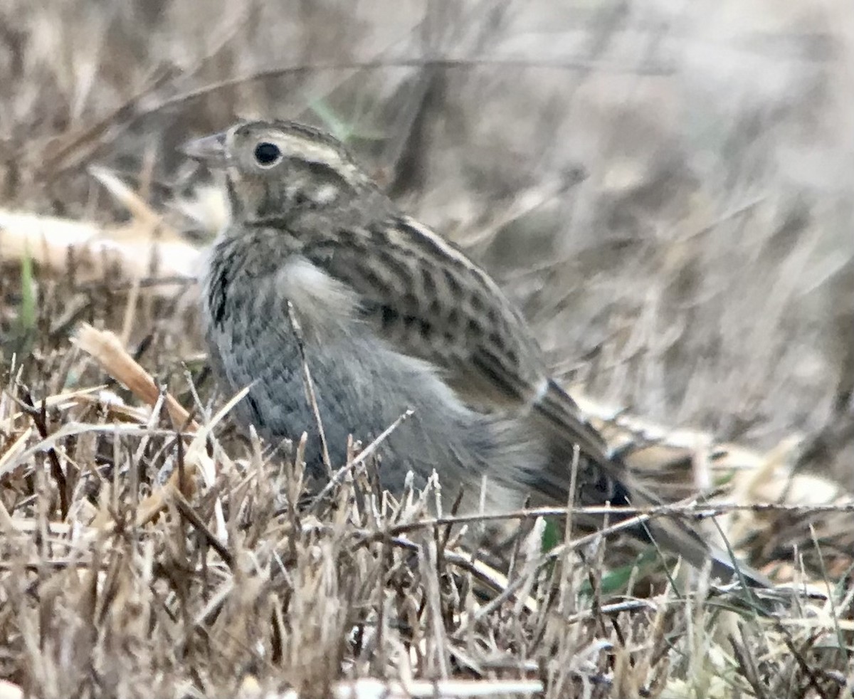 Chestnut-collared Longspur - ML625665567