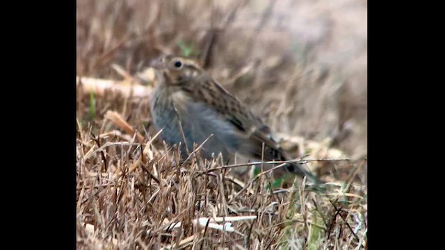 Chestnut-collared Longspur - ML625665568