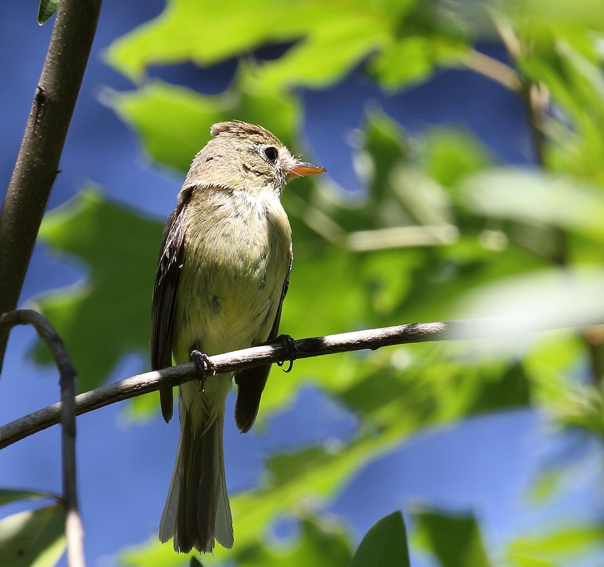 Western Flycatcher (Pacific-slope) - Kent Leland