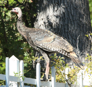 Wild Turkey - ML625665615