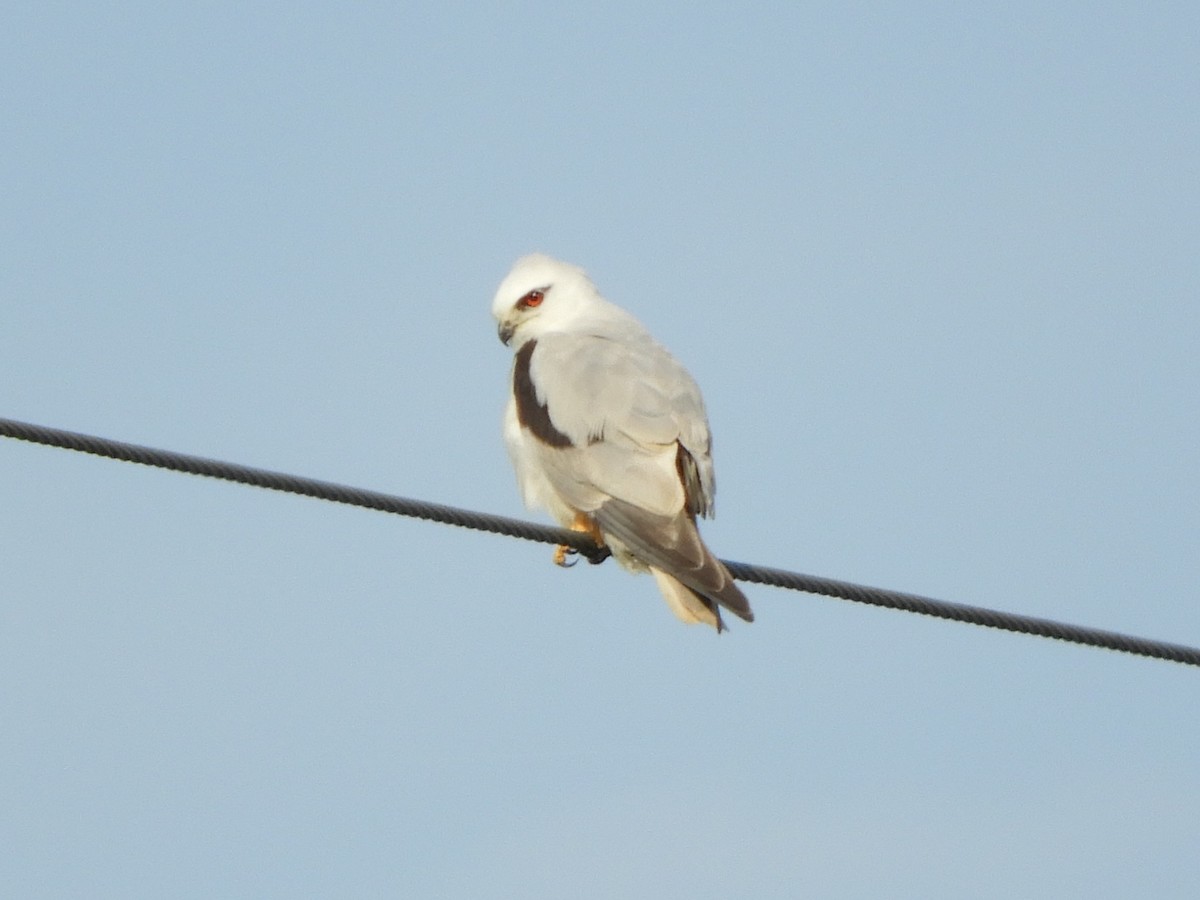 Black-shouldered Kite - ML625665822