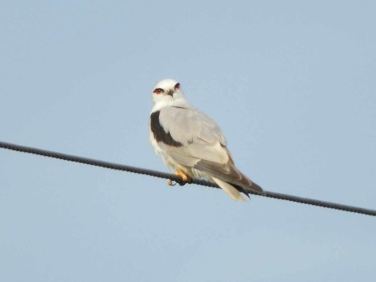 Black-shouldered Kite - ML625665823