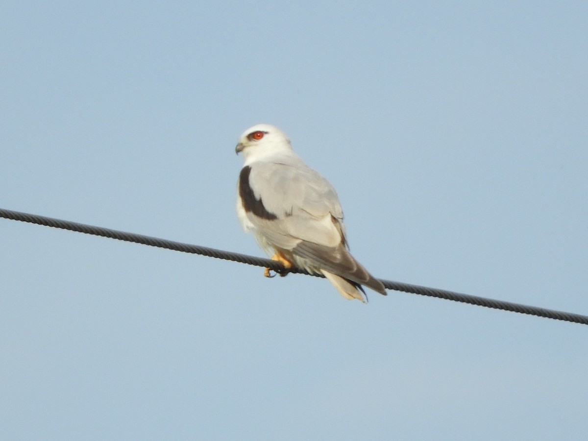 Black-shouldered Kite - ML625665824