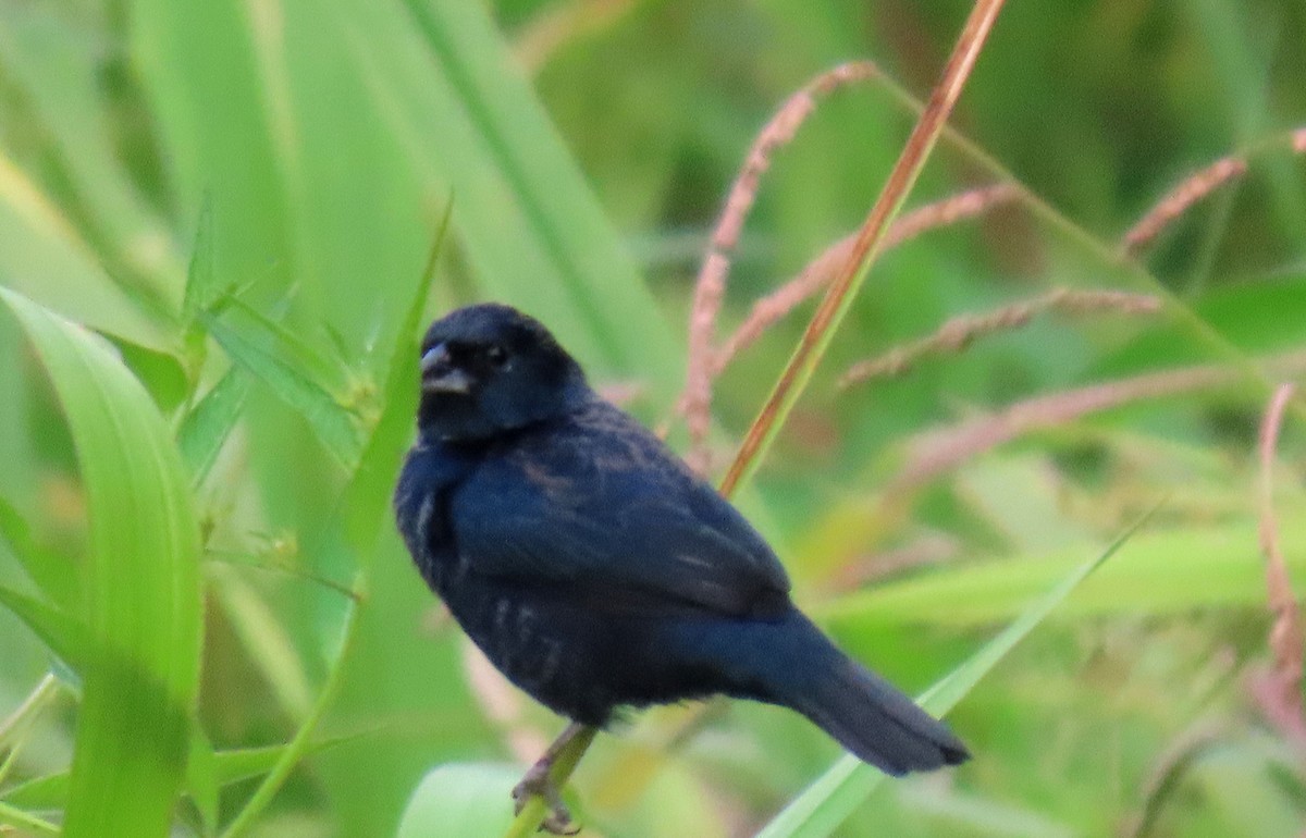 Blue-black Grassquit - ML625665928