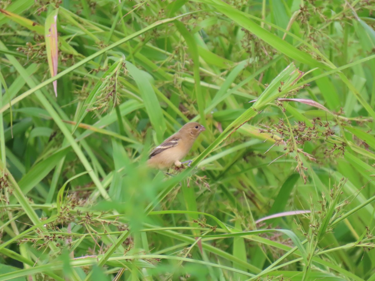 Variable Seedeater - ML625666004