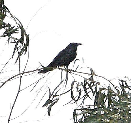 Tamaulipas Crow - ML625666038