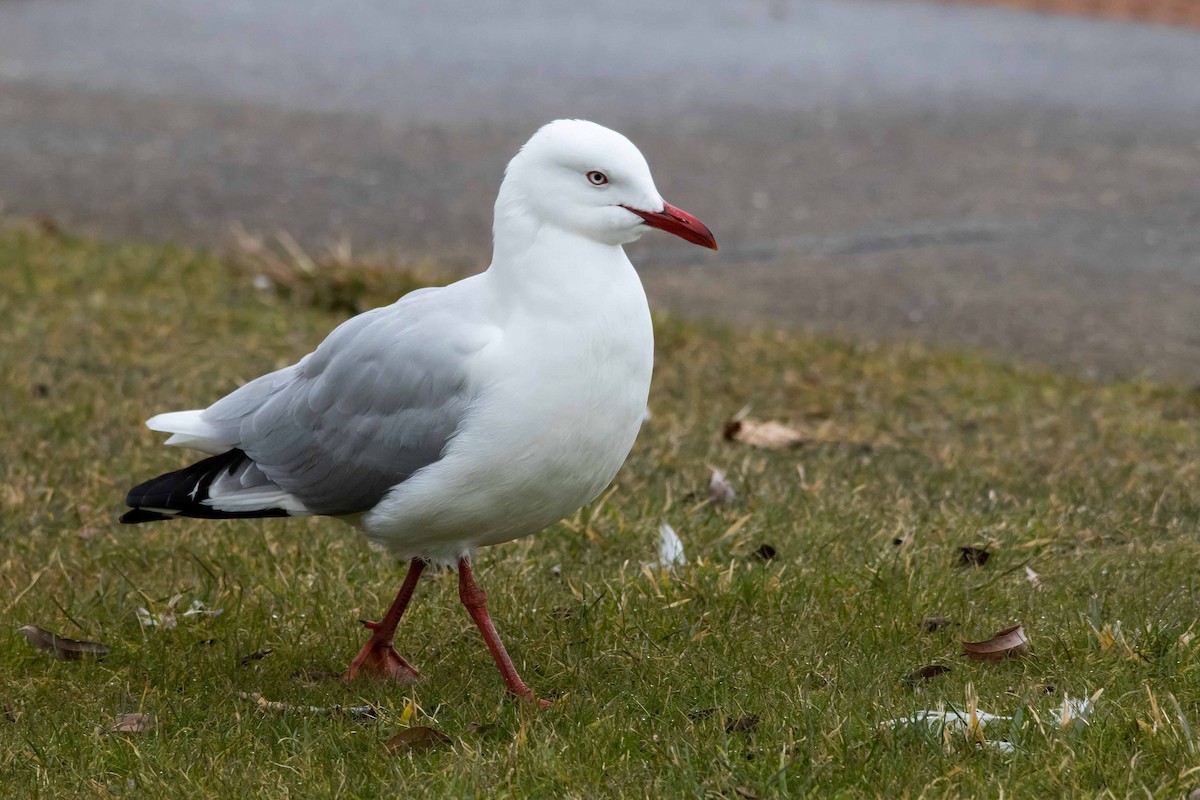 ギンカモメ（novaehollandiae／forsteri） - ML62566611