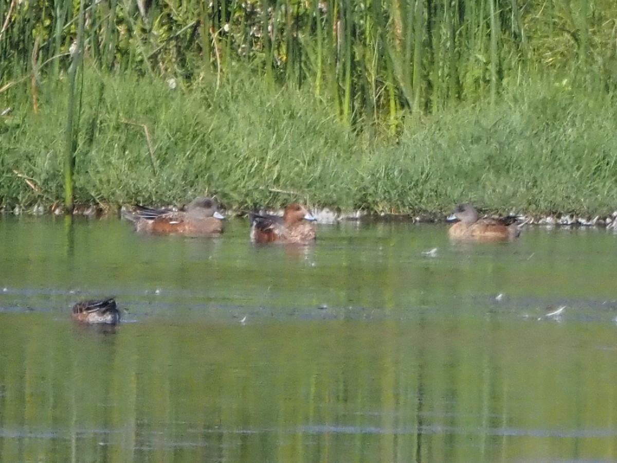 American Wigeon - ML625666155