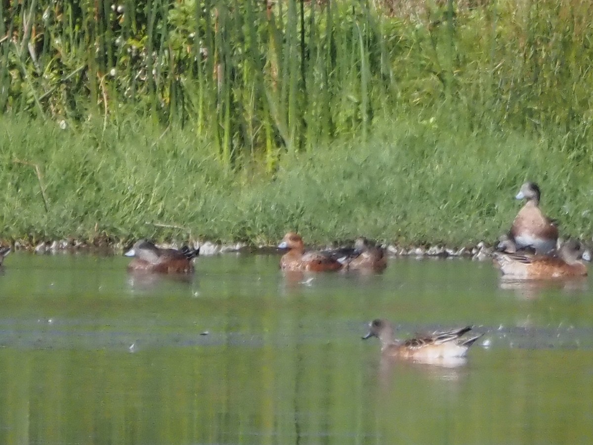 American Wigeon - ML625666156