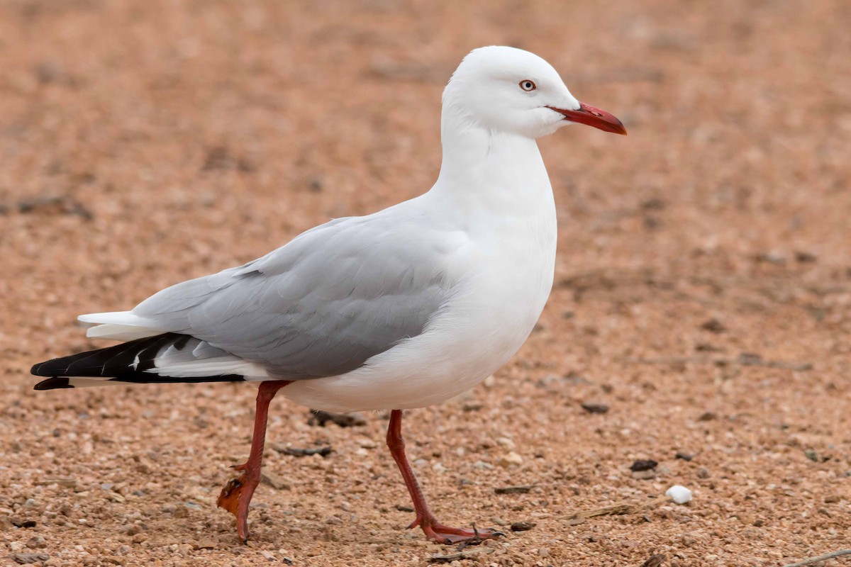 ギンカモメ（novaehollandiae／forsteri） - ML62566621