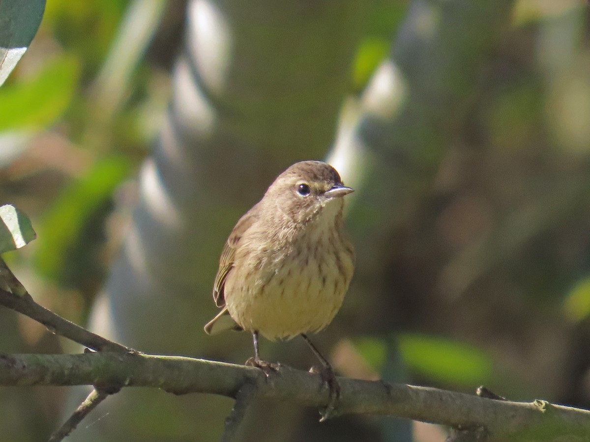 Palm Warbler (Western) - ML625666304