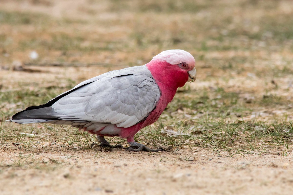 Cacatúa Galah - ML62566631