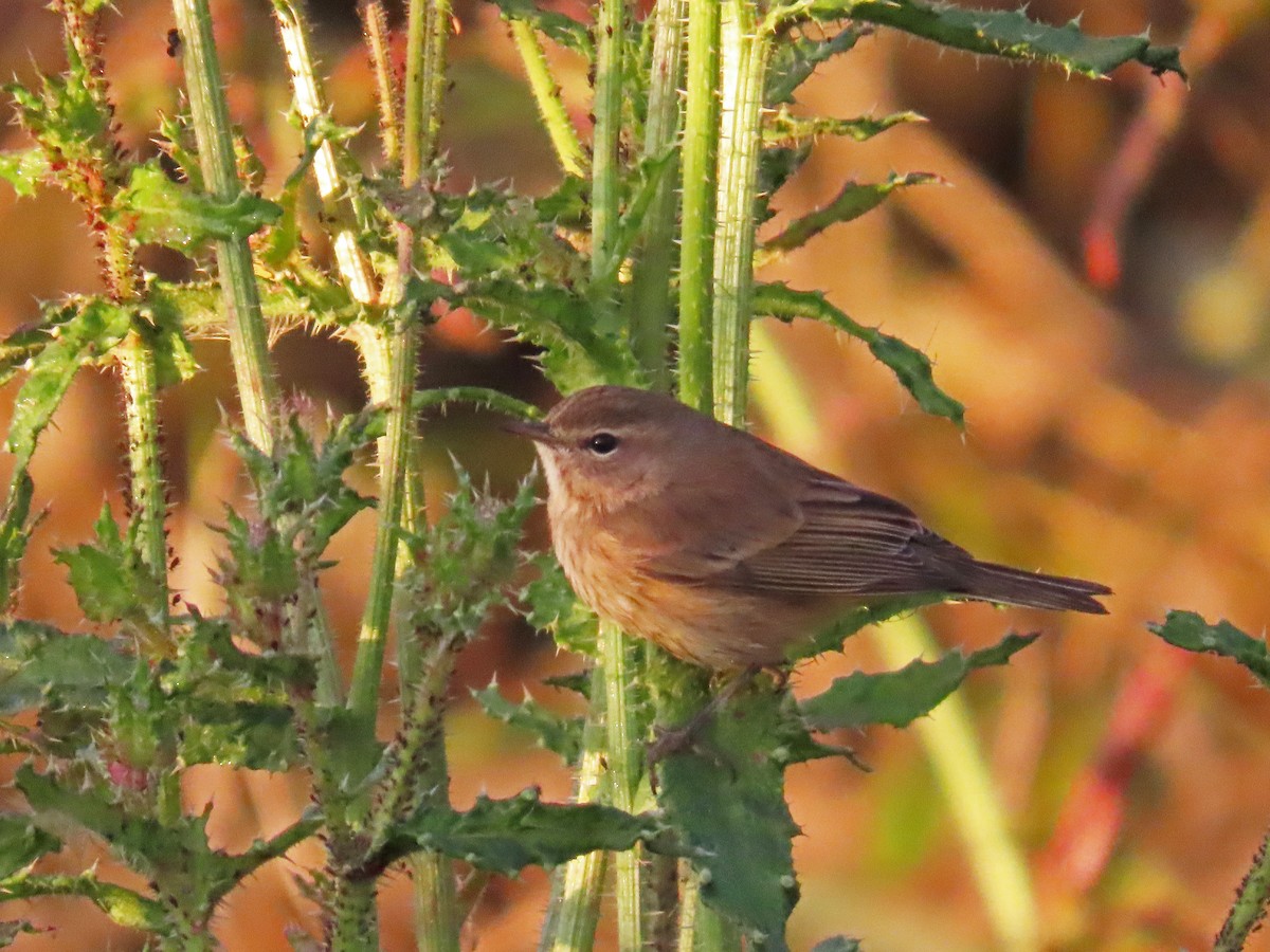 Palm Warbler (Western) - ML625666312