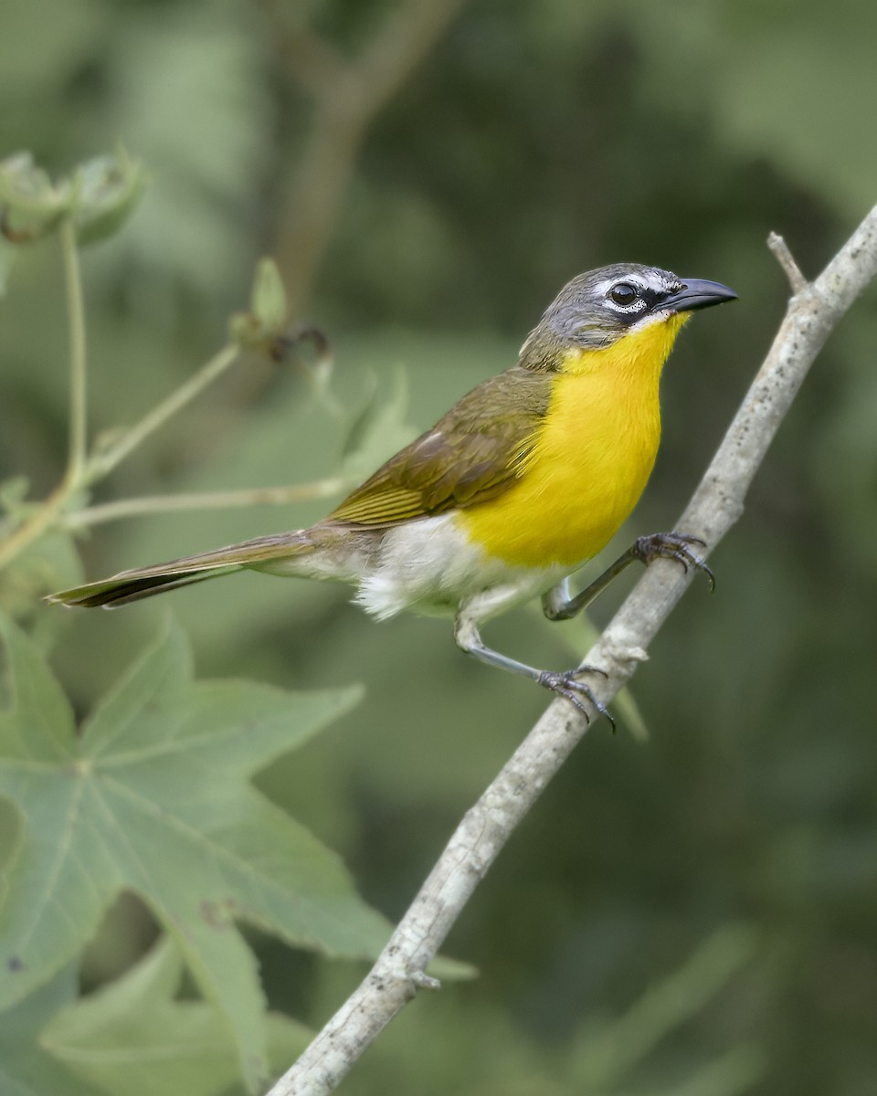 Yellow-breasted Chat - Corby Amos