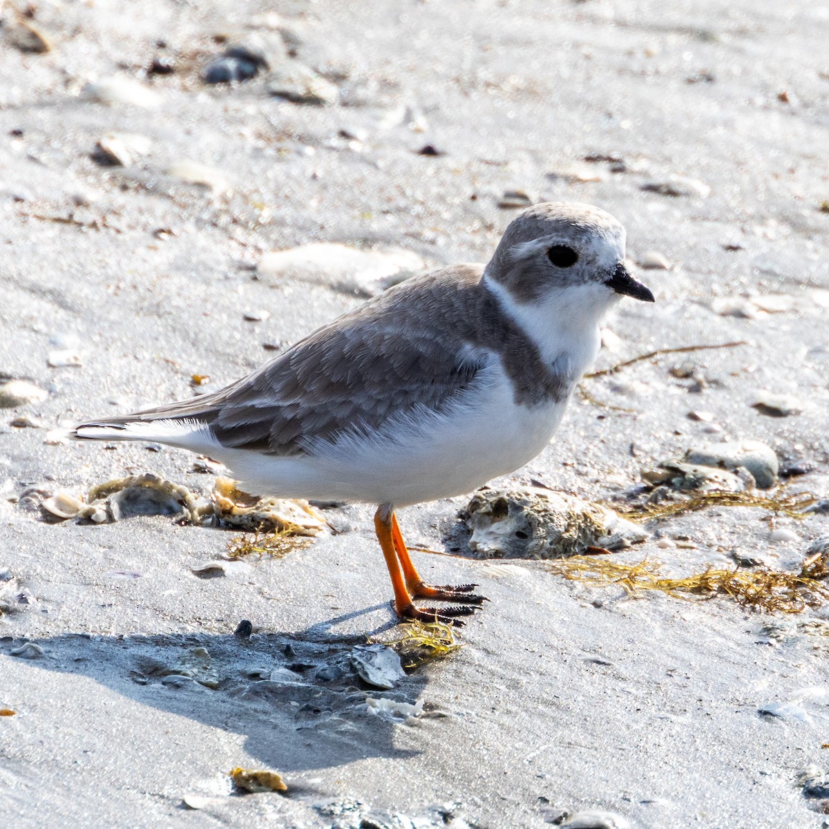 Piping Plover - ML625666445