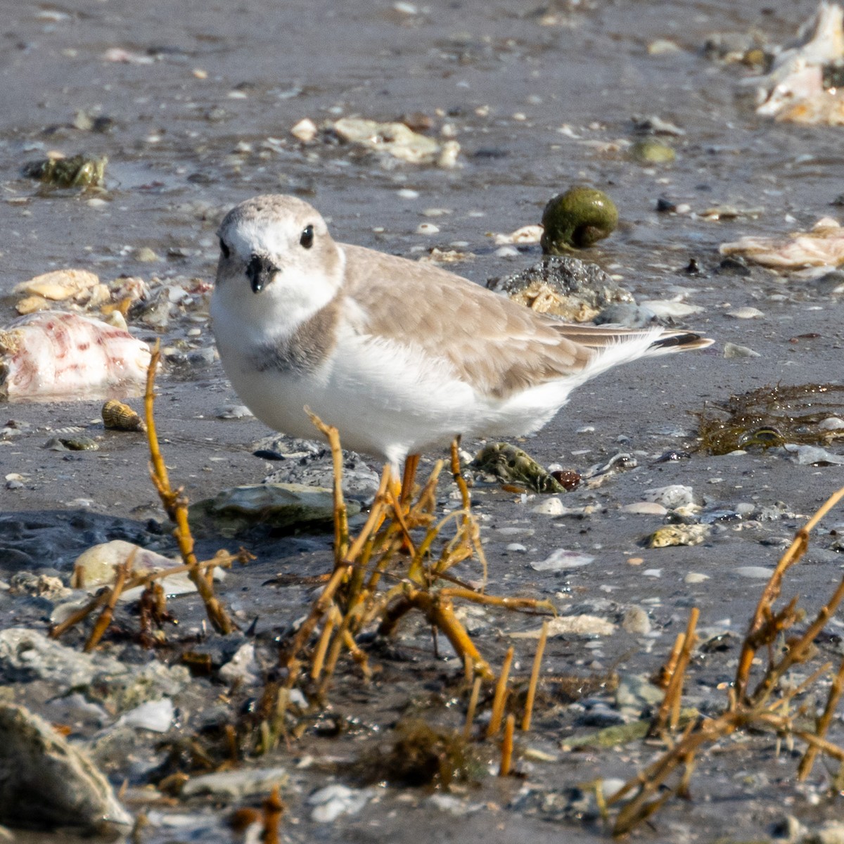 Piping Plover - ML625666446