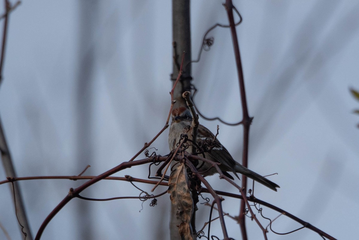 American Tree Sparrow - ML625666457