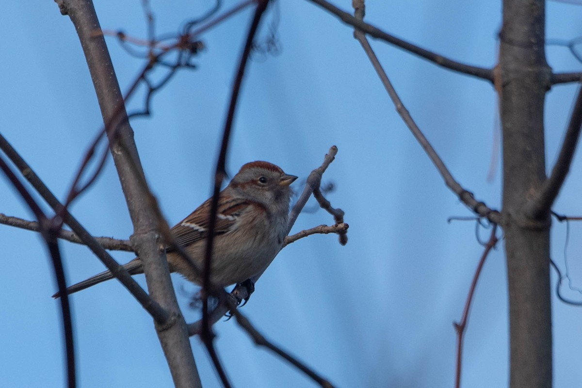 American Tree Sparrow - ML625666458