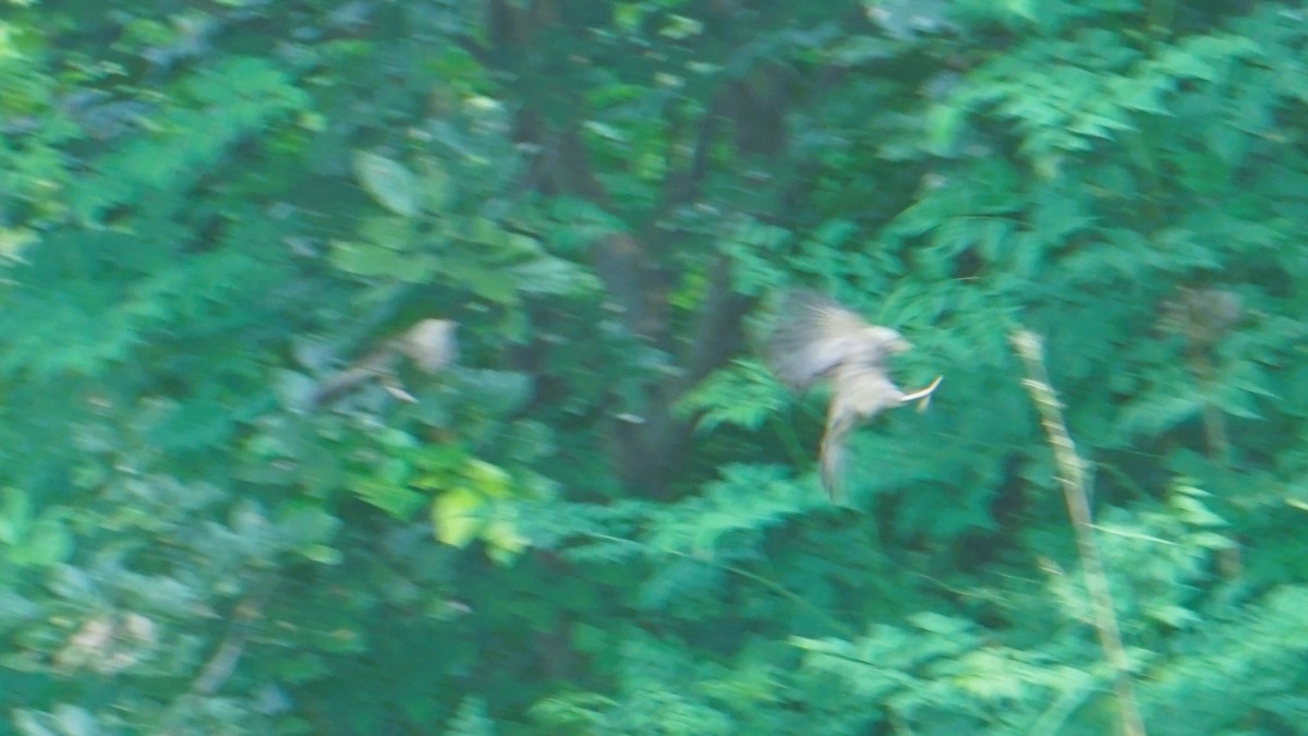 Yellow-billed Babbler - ML625666566