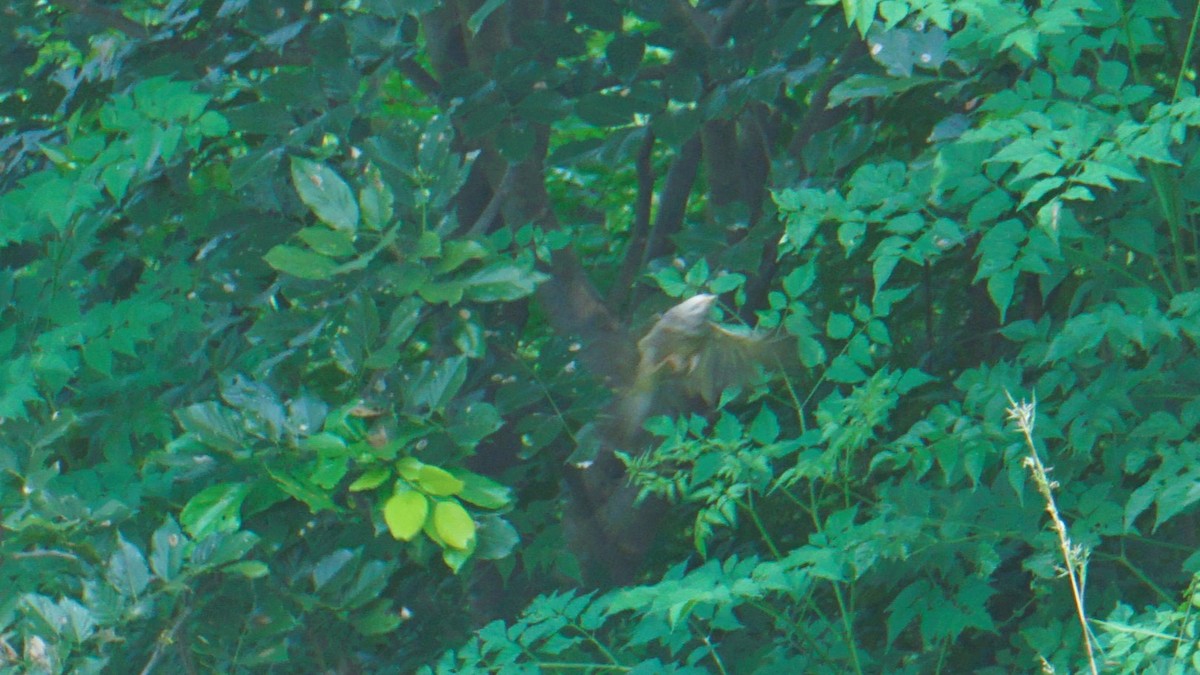 Yellow-billed Babbler - ML625666567