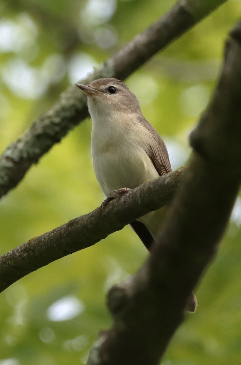 Warbling Vireo - ML625666660