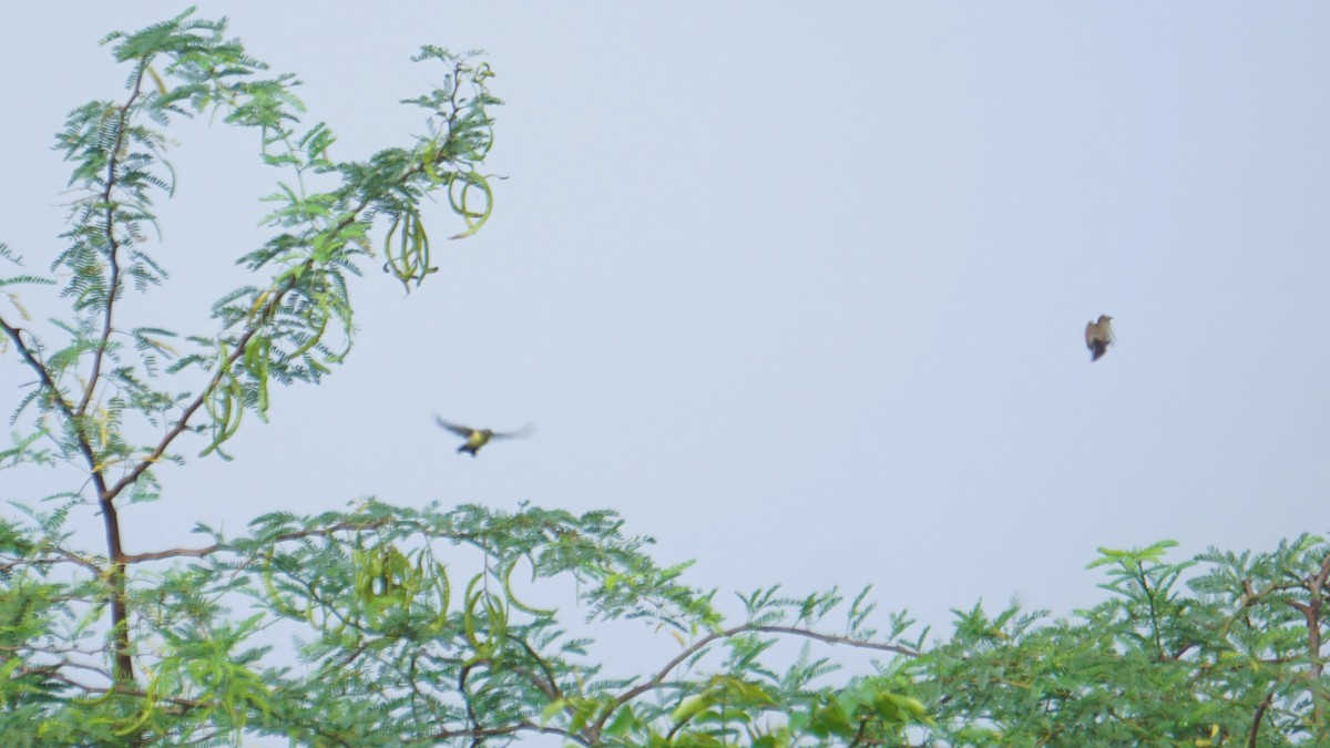 Purple-rumped Sunbird - ML625666674