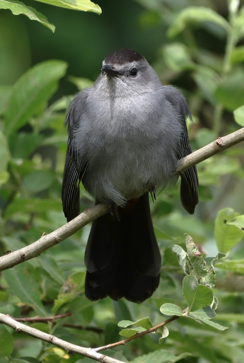 Gray Catbird - ML625666676