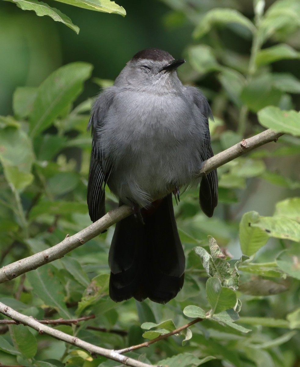 Gray Catbird - ML625666681