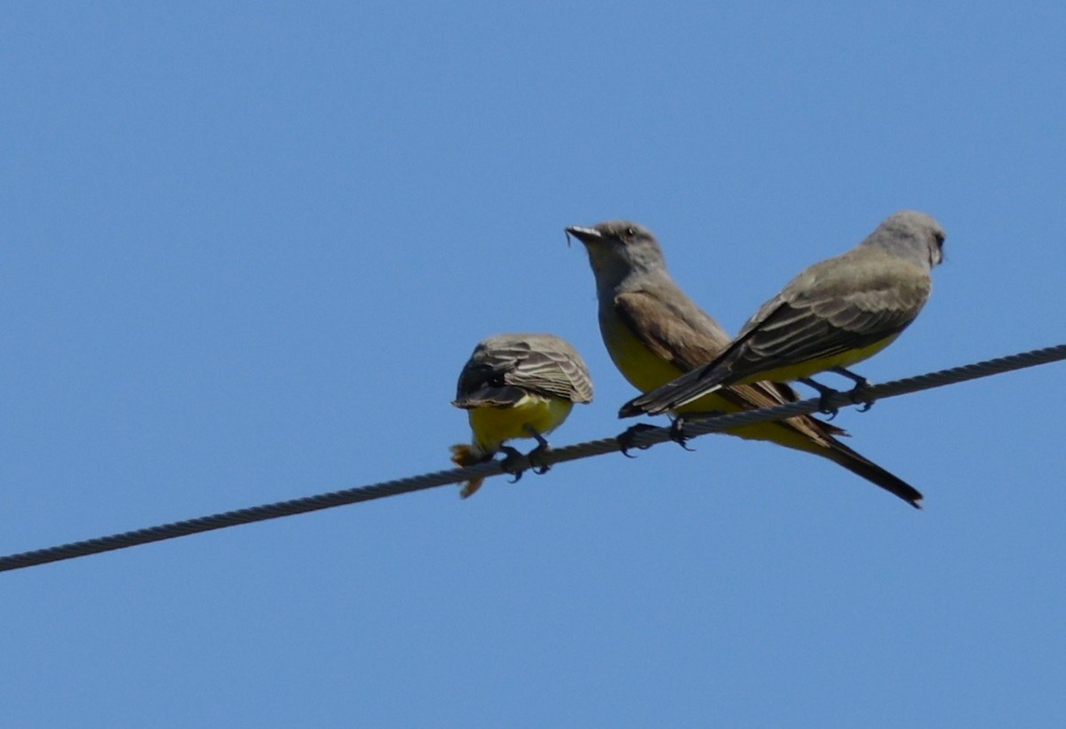 Western Kingbird - ML625666764