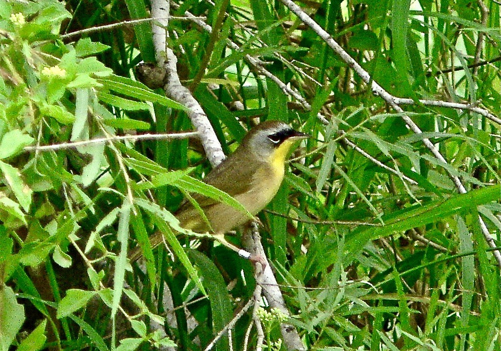 Gray-crowned Yellowthroat - ML625666777
