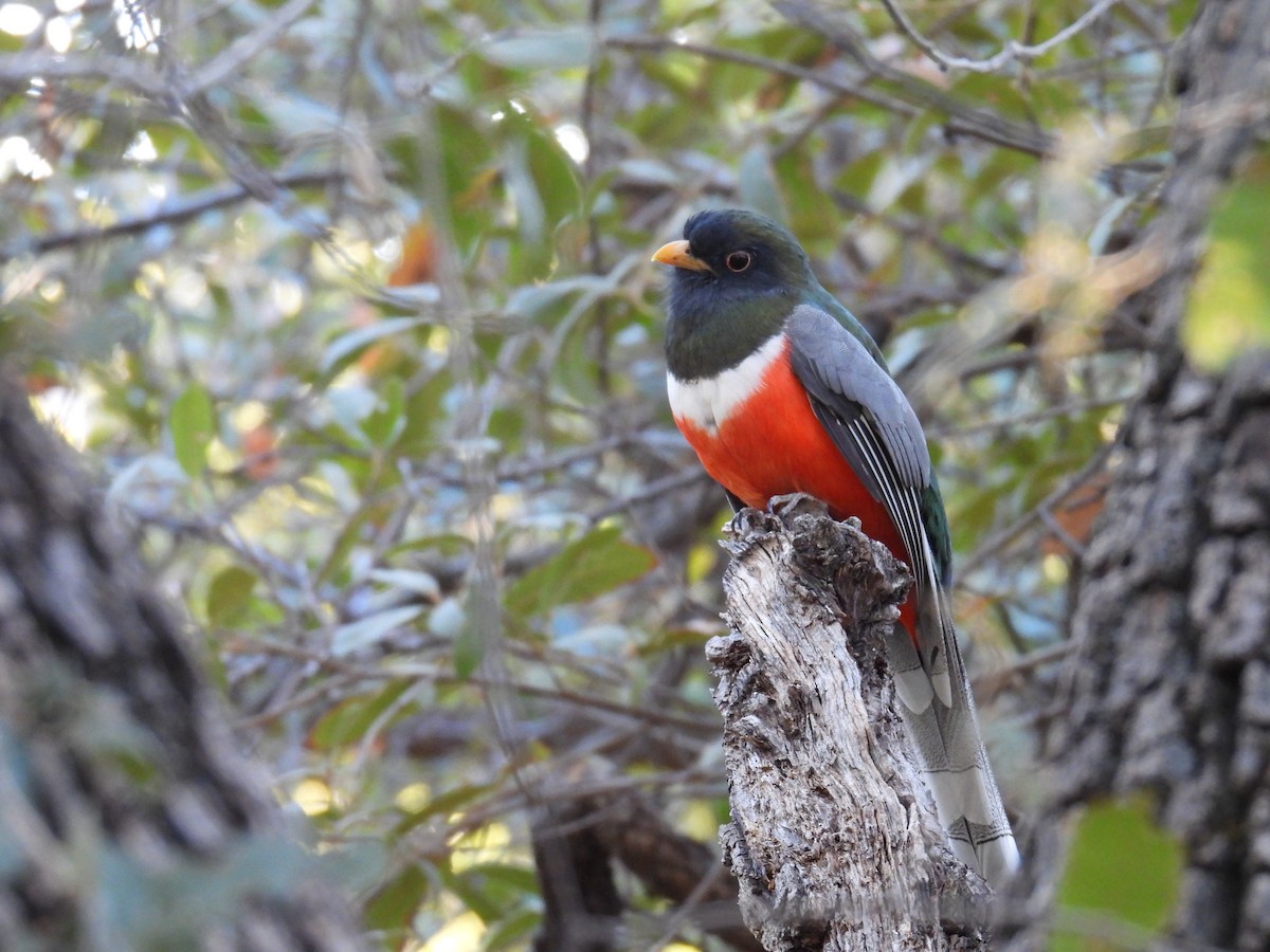 Coppery-tailed Trogon - ML625666849