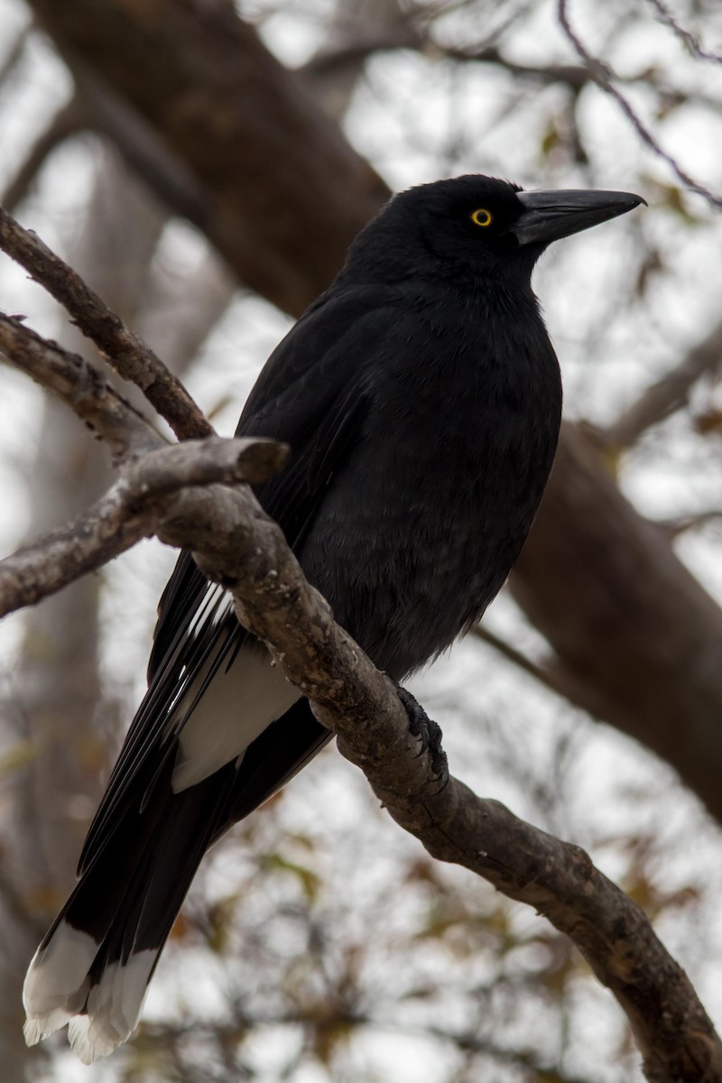 Pied Currawong - ML62566691