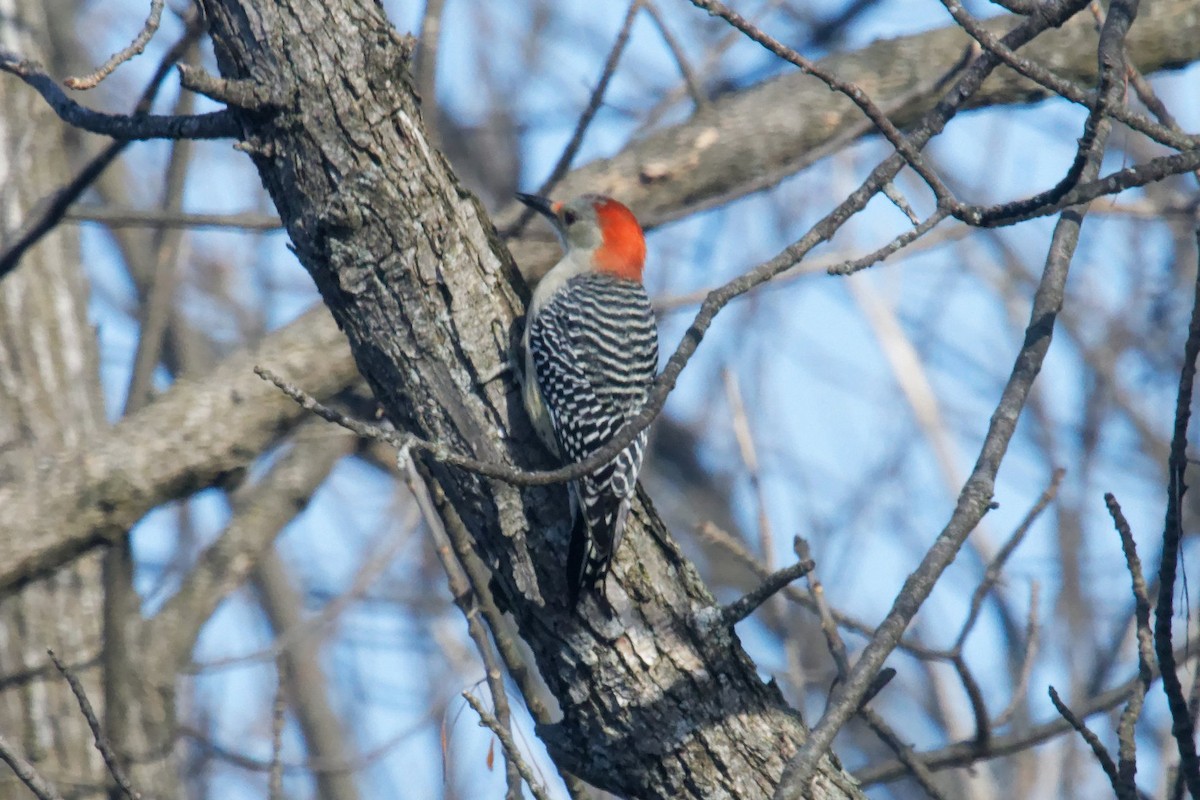 Red-bellied Woodpecker - ML625667025