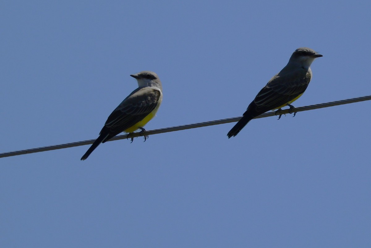 Western Kingbird - ML625667064