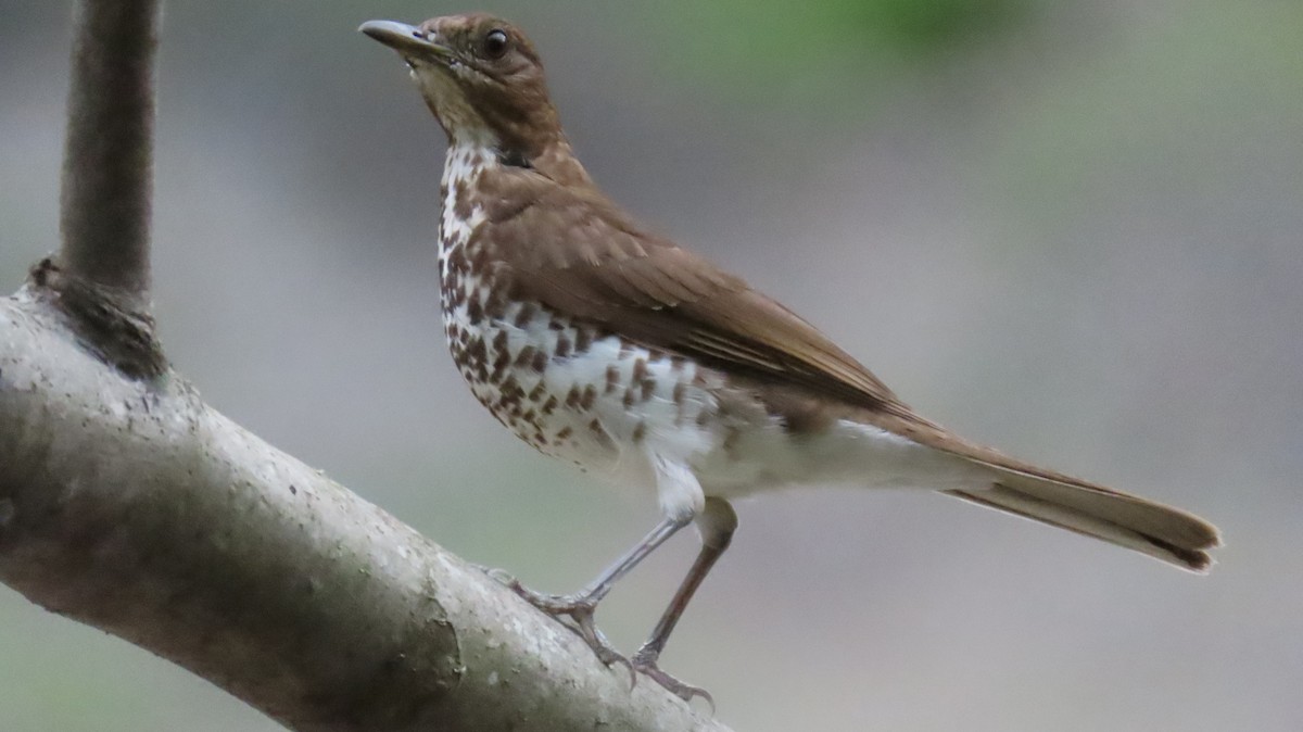 Marañon Thrush - ML625667187