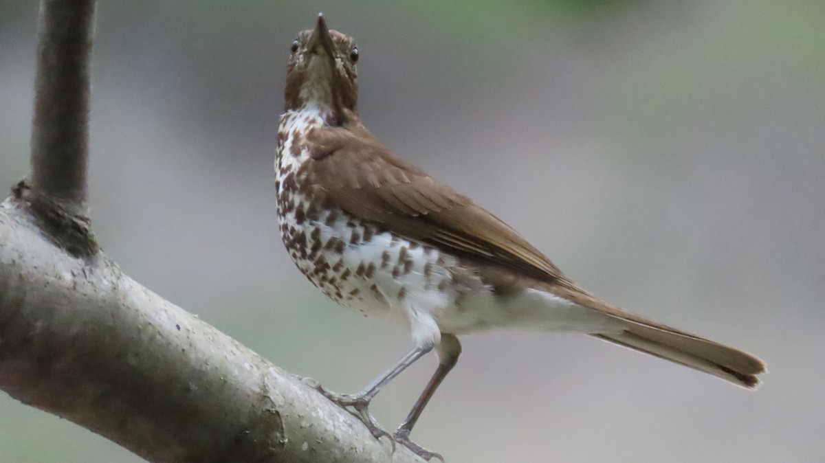 Marañon Thrush - ML625667188