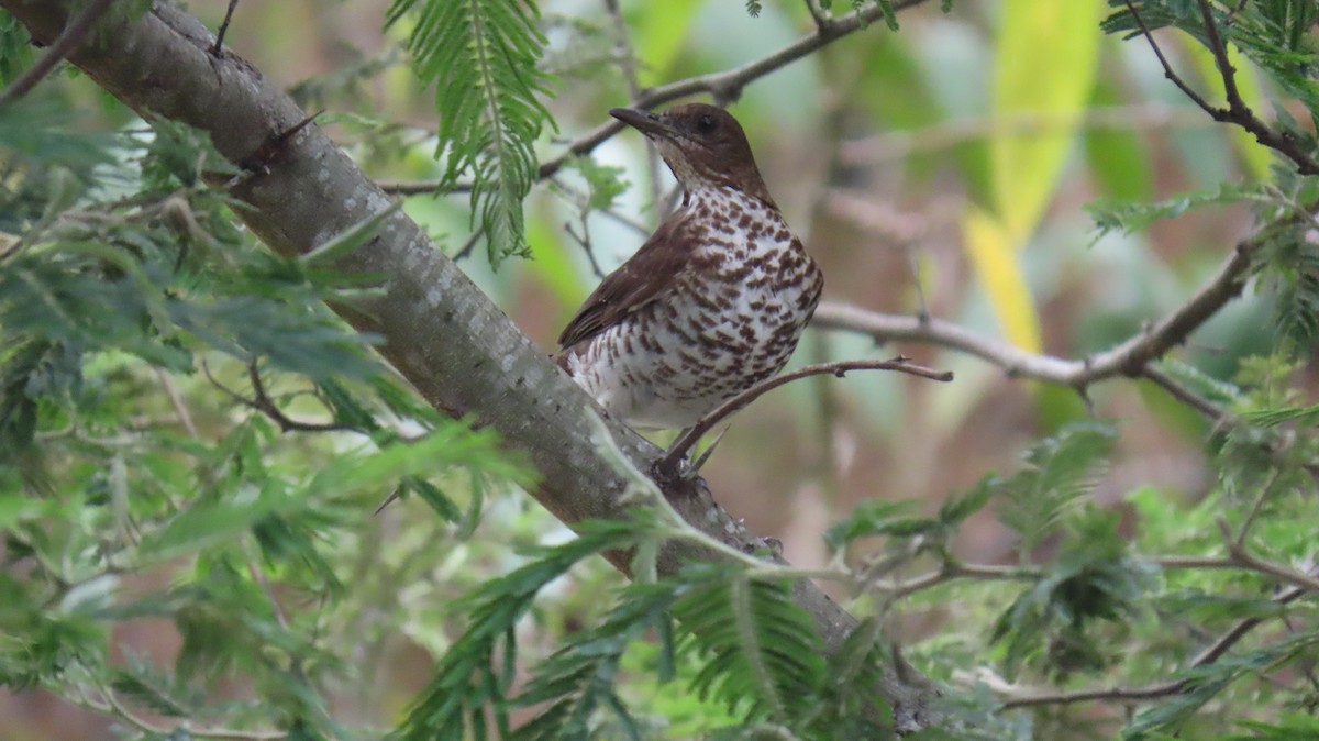 Marañon Thrush - ML625667189