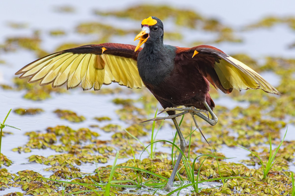 Northern Jacana - ML625667190