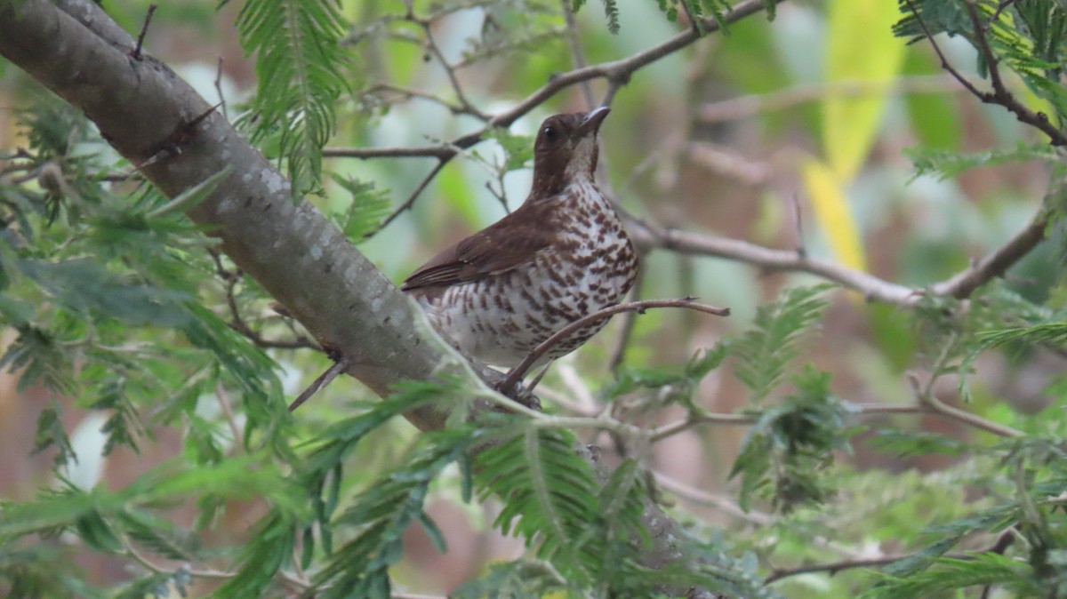 Marañon Thrush - ML625667206