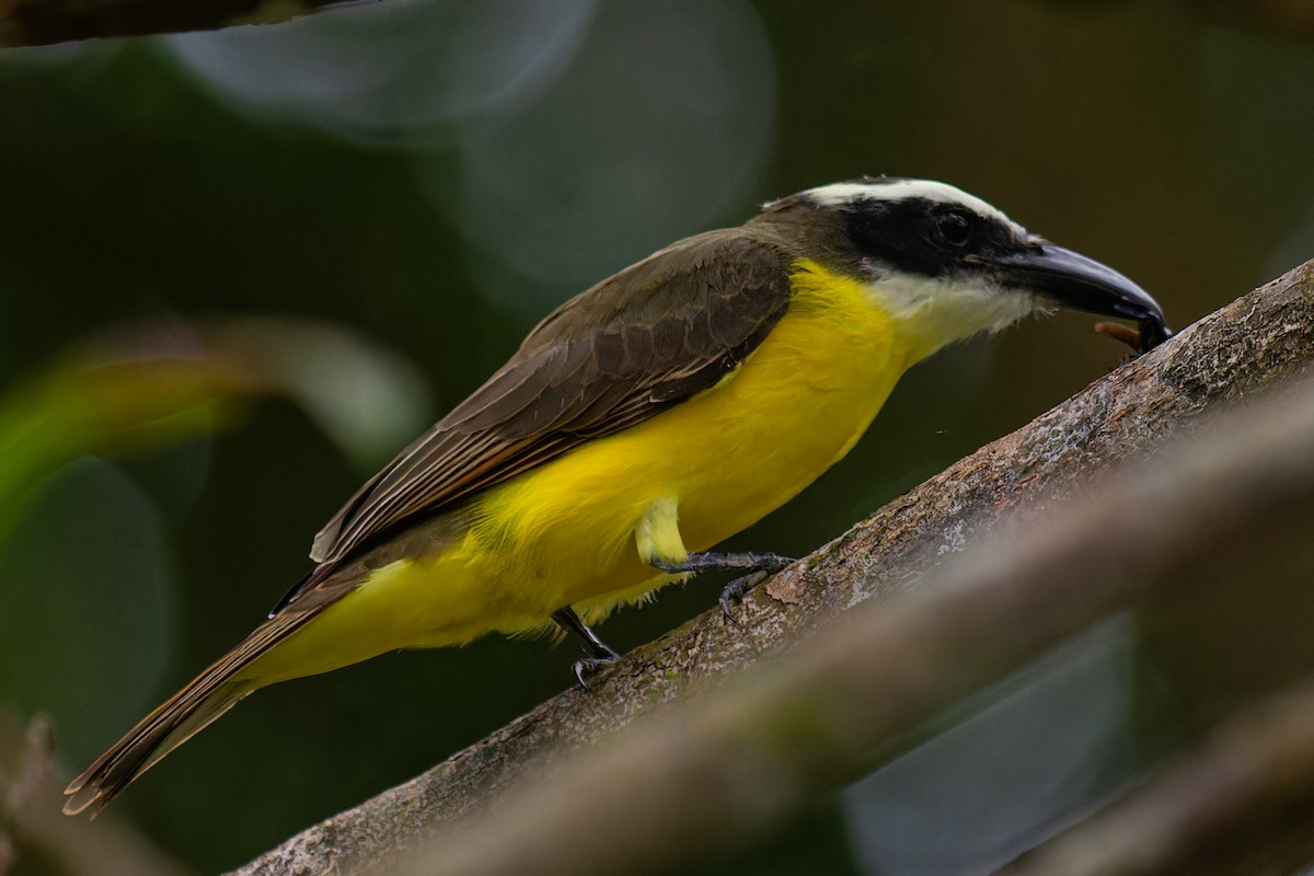 Boat-billed Flycatcher - ML625667289