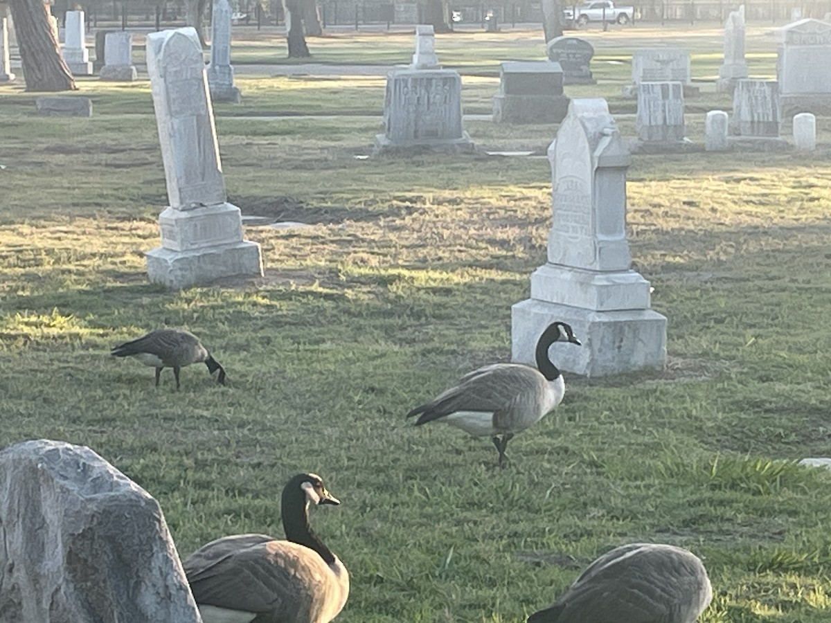 Cackling Goose - ML625667339