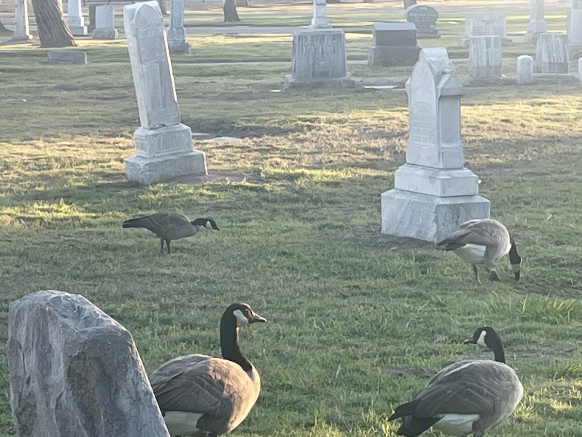 Cackling Goose - ML625667340